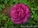 Heidi Klum Rose Heidi Klum Rose