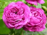 Heidi Klum Rose Heidi Klum Rose