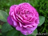 Heidi Klum Rose Heidi Klum Rose