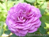 Heidi Klum Rose Heidi Klum Rose