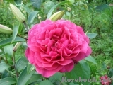 Rosier Rose Lalande de Pomerol ® Rosier Rose Lalande de Pomerol ®