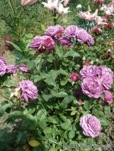 Heidi Klum Rose Heidi Klum Rose