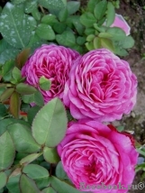 Heidi Klum Rose Heidi Klum Rose