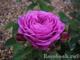 Heidi Klum Rose Heidi Klum Rose