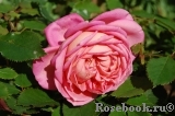 Jubilee Celebration® Jubilee Celebration®