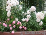 Aspirin Rose Aspirin Rose