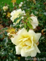 Sunny Rose Sunny Rose