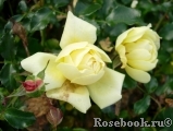 Sunny Rose Sunny Rose