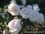 Aspirin Rose Aspirin Rose