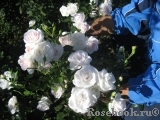 Aspirin Rose Aspirin Rose