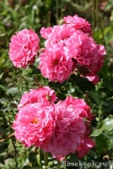 Rosarium Uetersen Rosarium Uetersen