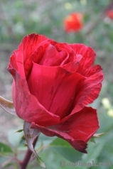 Red Intuition Red Intuition