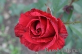 Red Intuition Red Intuition