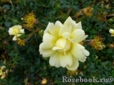 Sunny Rose Sunny Rose