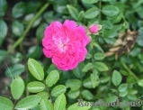Excelsa Excelsa