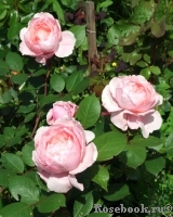 Brother Cadfael Brother Cadfael