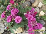 Heidi Klum Rose Heidi Klum Rose