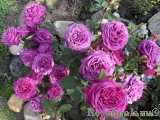 Heidi Klum Rose Heidi Klum Rose