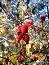 Rosa glauca Rosa glauca