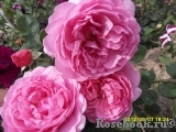 Princess Alexandra of Kent Princess Alexandra of Kent