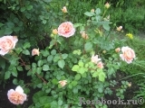 Abraham Darby Abraham Darby