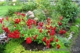 Scarlet Meillandecor Scarlet Meillandecor