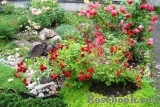 Scarlet Meillandecor Scarlet Meillandecor