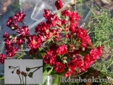 Alberich Cl. Alberich Cl.