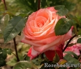 Frohsinn 82 Frohsinn 82