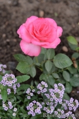 Esmeralda Esmeralda