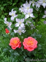 Melusina Melusina