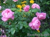 Rosenfee Rosenfee