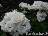Alabaster Alabaster