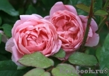 Cottage Rose Cottage Rose