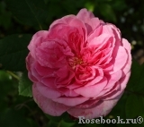 Gertrude Jekyll Gertrude Jekyll