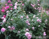 Cottage Rose Cottage Rose