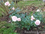 Aspirin Rose Aspirin Rose