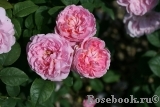 Cottage Rose Cottage Rose