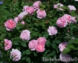 Cottage Rose Cottage Rose