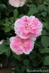 Cottage Rose Cottage Rose