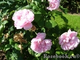 Cottage Rose Cottage Rose