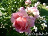 Jubilee Celebration® Jubilee Celebration®