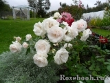 Aspirin Rose Aspirin Rose