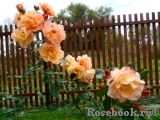 Westerland Westerland
