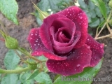 Burgundy Ice Burgundy Ice
