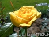 Friesia Friesia