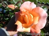 Rosemary Harkness Rosemary Harkness