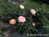 Rosemary Harkness Rosemary Harkness