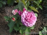 Heidi Klum Rose Heidi Klum Rose