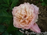 Generous Gardener, The Generous Gardener, The